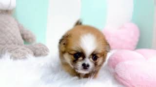 ハーフ犬の動画01