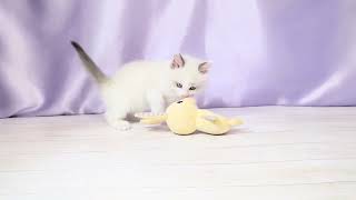 ラグドールの動画01