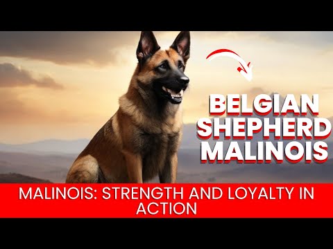 download lagu mp3 mp4 Belgaum Shepherd Dog, download lagu Belgaum Shepherd Dog gratis, unduh video klip Belgaum Shepherd Dog