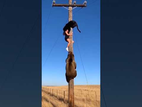 What if the Panther and the Bear Appeared at the Same Time?