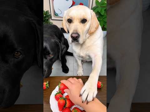 ¡No Pudo Quedarse En Silencio Ante La Injusticia Por Más Tiempo! 😱🍓