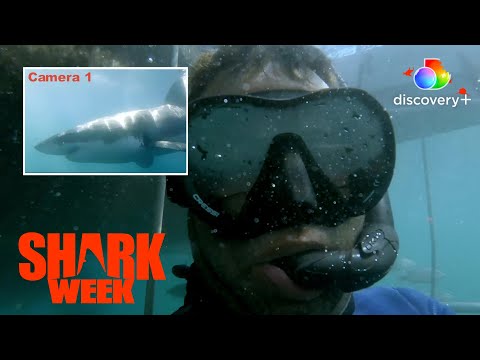 Cage Dive with Great White Sharks! | Great White Battleground | discovery+