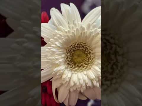 Beautiful 🤩 Flowers #flowers #shorts