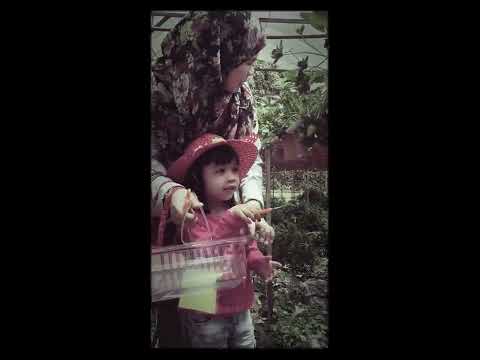 Aleesya Strawberry farms