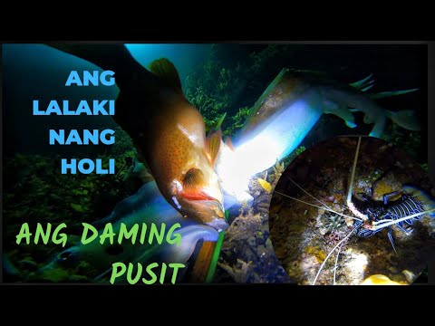 vlog #344 Night spearfishing jackpot catch in cook