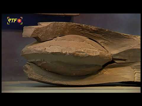 RTF.1-Sommerthemenwoche: Fossilienmuseum in Dotternhausen