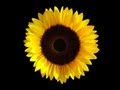 Sunflower Sutra by Allen Ginsberg 