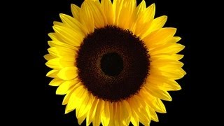 Sunflower Sutra by Allen Ginsberg