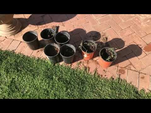 Dead Spots in Kurapia ground cover