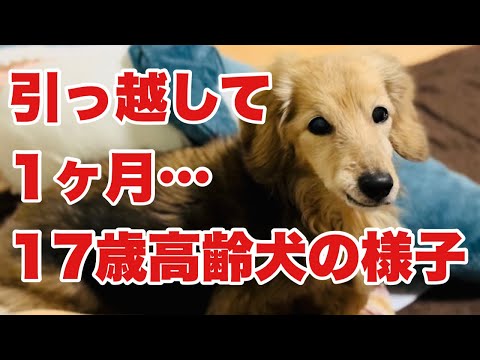 引っ越しが犬に与える影響