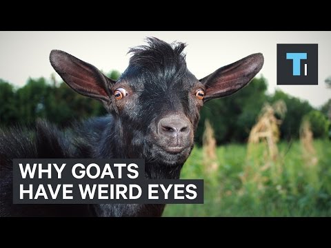 download lagu mp3 mp4 Eyes Weird, download lagu Eyes Weird gratis, unduh video klip Eyes Weird
