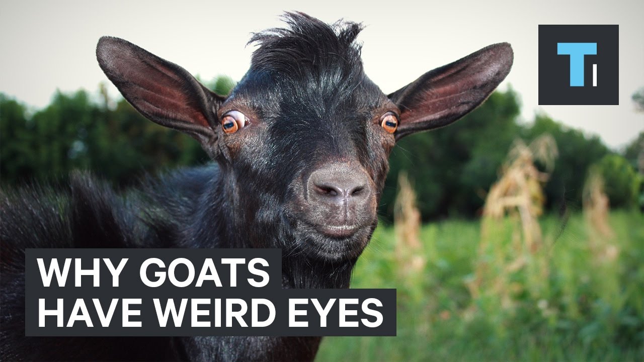 Why goats have weird eyes - YouTube