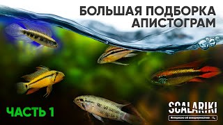 Апистограммы - Самые красивые аквариумные рыбки. Содержание. Виды. Биотопы