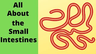 All about the small intestine