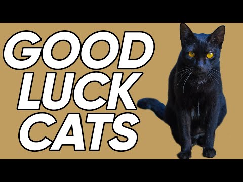 The Places Around the World Where Black Cats Are Actually GOOD Luck!