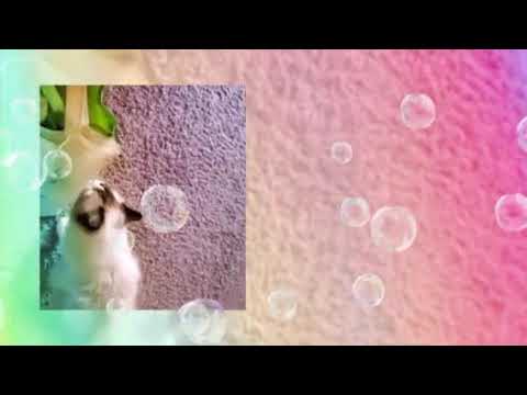 Crystal the Pet Nanny. LLC video.