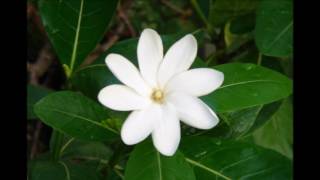 DJ Droux - Rex Atirai "ORIO REMIX TROPICAL ZOOK 2016" 👌