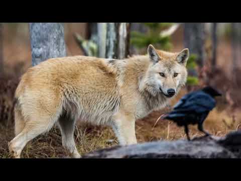 Geri & Freki, Odins Wolves