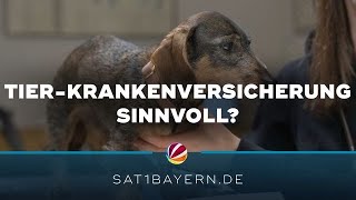 Hohe Haustier-Kosten: Lohnt sich Tier-Krankenversicherung?