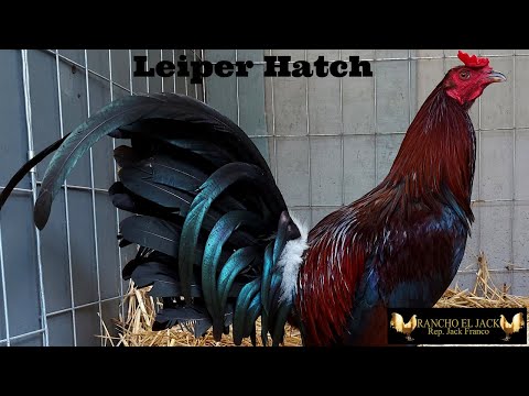 The Mighty Leiper Hatch Roosters!!!