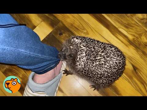 Lady Rescued Baby Hedgehog, Now They Are Never Apart | Cuddle Buddies