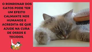 ???? CURIOSIDADES ???? Felinas: descubra SEGREDOS ???? Dos nossos GATINHOS