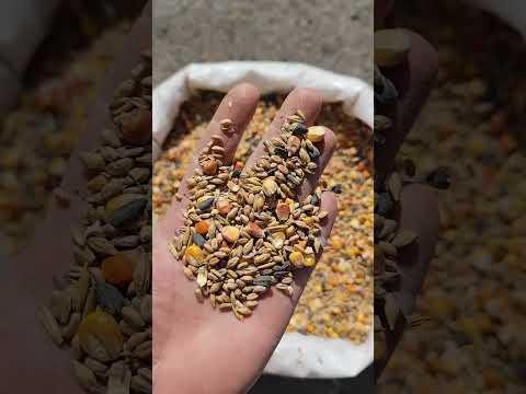 фото зерносмесь 5 злаков ''куриная радость''. пшеница, ячмень, овёс, кукуруза, семечка 0