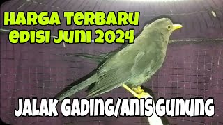 Download lagu harga terbaru burung Anis gunung/jalak gading edisi Juni 2024 mp3