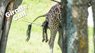 Giraffe Birth At Fossil Rim!