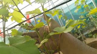 Kondisi 21 HSP pohon anggur di Komjen Grape Garden 1