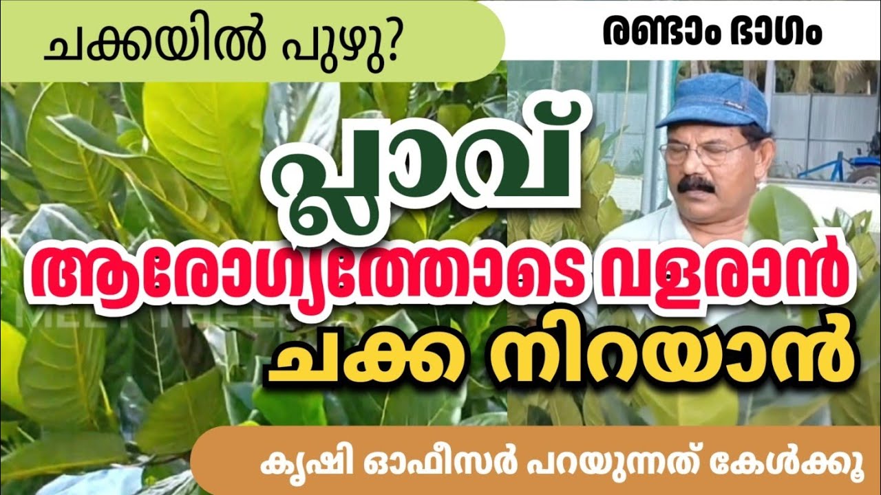 പ്ലാവ് ആരോഗ്യത്തോടെ വളരാൻ , ചക്ക നിറയാൻ 