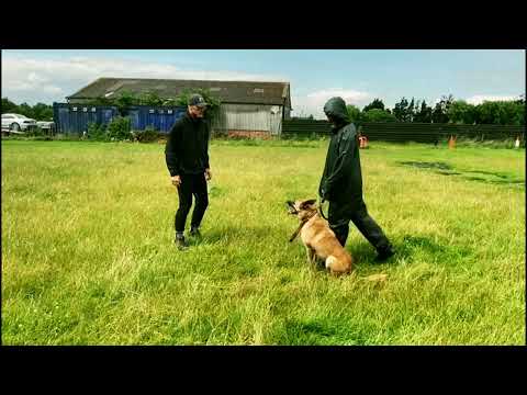 Threat recognition| Dog Training| EqualForce