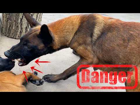 How a mother dog disciplines her 7 week old puppies