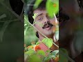 Oru Raajamalli Aniyathipraavu Ouseppachan M G Sreekumar S Rameshan Nair SongOfTheDay