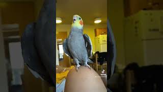 Download lagu Little parrot singing and dancing #parrot #bird #pet #cockatiel #cute mp3 Download lagu Little parrot singing and dancing #parrot #bird #pet #cockatiel #cute mp3