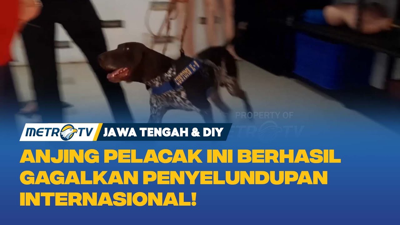 Pintar! Anjing Pelacak Berhasil Gagalkan Pengedaran Internasional!
