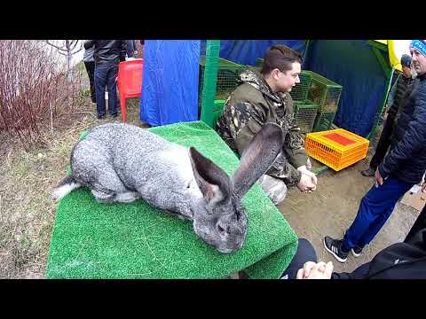 Курская весенняя выставка-ярмарка домашней птицы и кроликов 2019.
