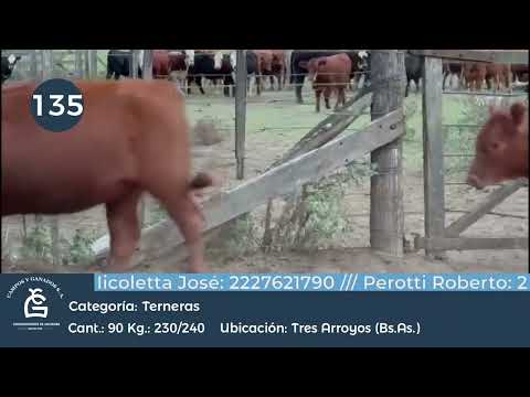 Lote Hembras - Tres Arroyos Bs As