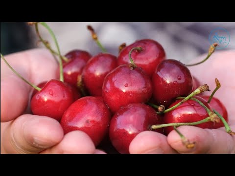 A Bank Full of Cherries | Rabbi Binyomin Pruzansky