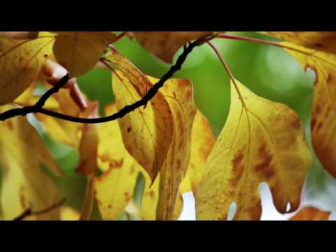 autumn leaves blowing in the wind H264 75