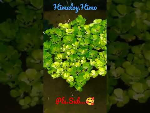 Fish lovers...#10 🥰🐟🐠 himaloy.himo