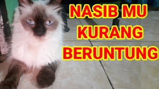 KUCING HIMALAYA KELAPARAN||HUNGRY HIMALAYAN CAT#kucingrebahan#kucinglucu#anakkucing#kucing#funnycat#