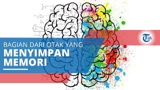 Amygdala, Tempat di Pusat Memori Otak Menyimpan Memori tentang Segala Sesuatu yang Pernah Terjadi