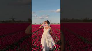 The Netherlands in the spring is an actual fairytale 🌷🌸 locations include: Schagen (long pink