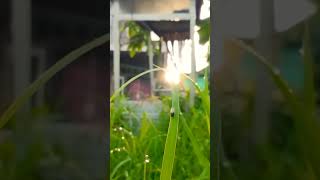 Download lagu story wa aesthetic| story wa pagi hari | cinematic pagi hari| story wa 30 detik alam #shortvideo mp3