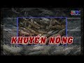 Những vấn đề lưu ý khi nuôi tôm trong thời điểm giao mùa