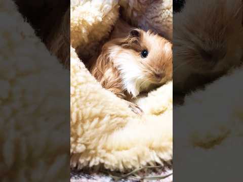 Little Max purr. Guinea pig