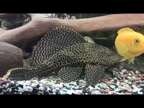 Птеригоплихт (Парчовый сом) – гигантский сом прилипала
