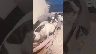 出かけた日は眠くて眠くて仕方ない💤 #shorts