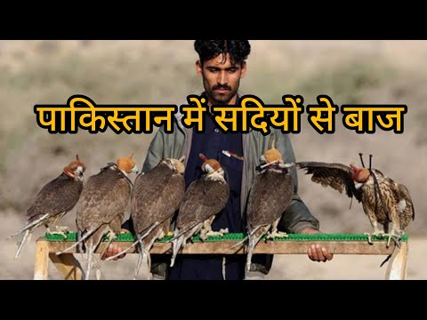 #क्या आप जानते हैं कि पाकिस्तान में बाजों का इस्तेमाल kyu kya jata hai 2025